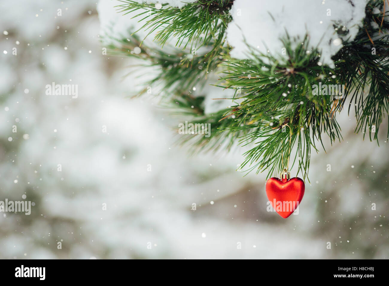 Karte mit roten Herzen Weihnachtsdekoration auf Tannenzweig mit echtem Schnee. Schnee gezogen Stockfoto