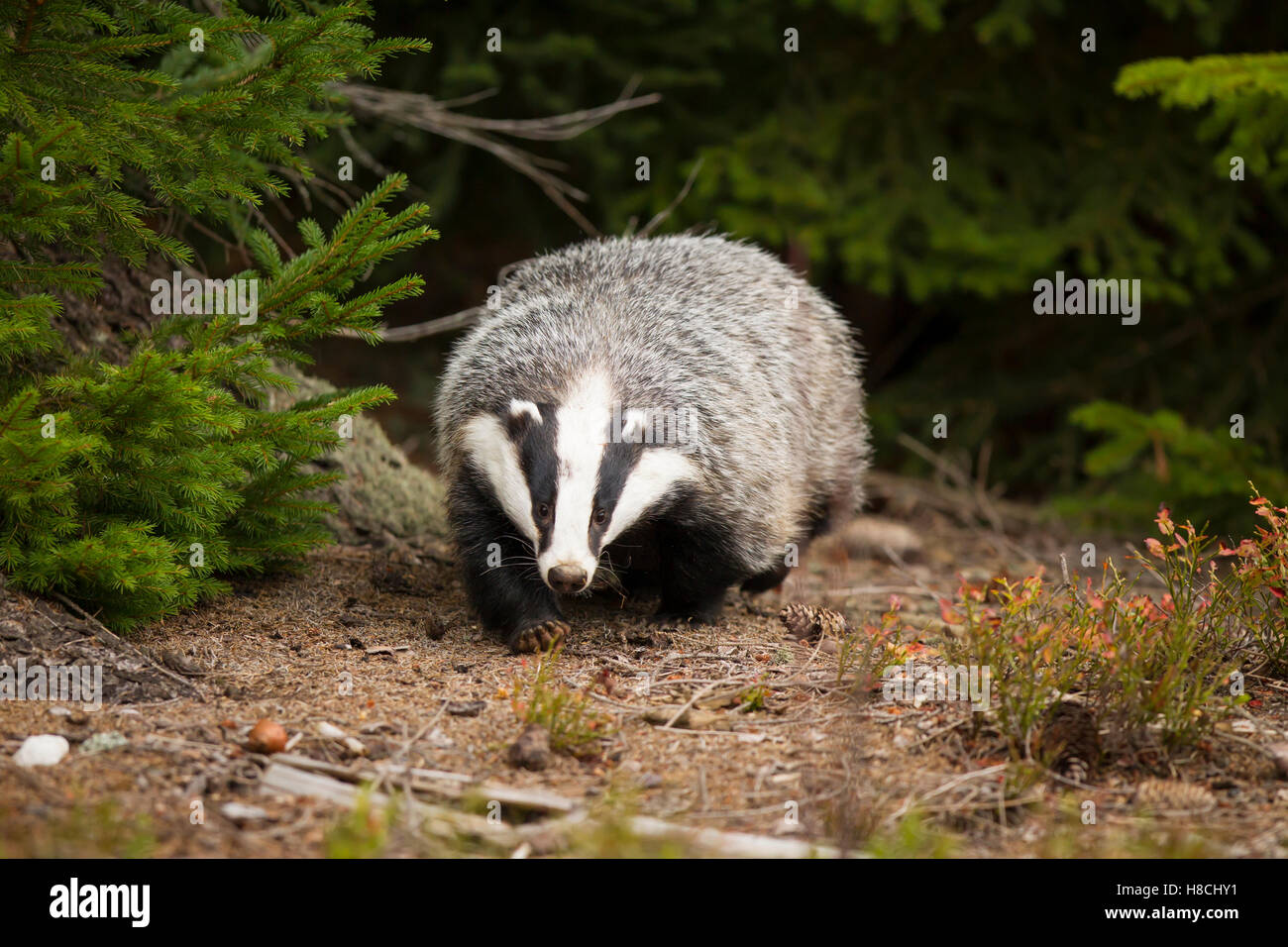 Dachs, Meles Meles, Europäischer Dachs Stockfoto