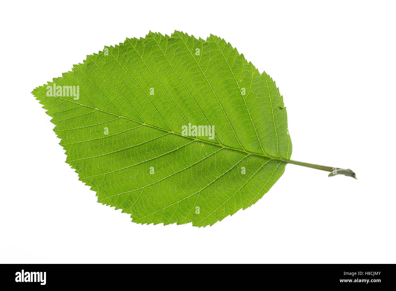 Grau-Erle, Grauerle, Erle, Alnus Incana, grau-Erle, grau-Erle, Aulne Blanc. Blatt, Blätter, Blatt, Blätter Stockfoto
