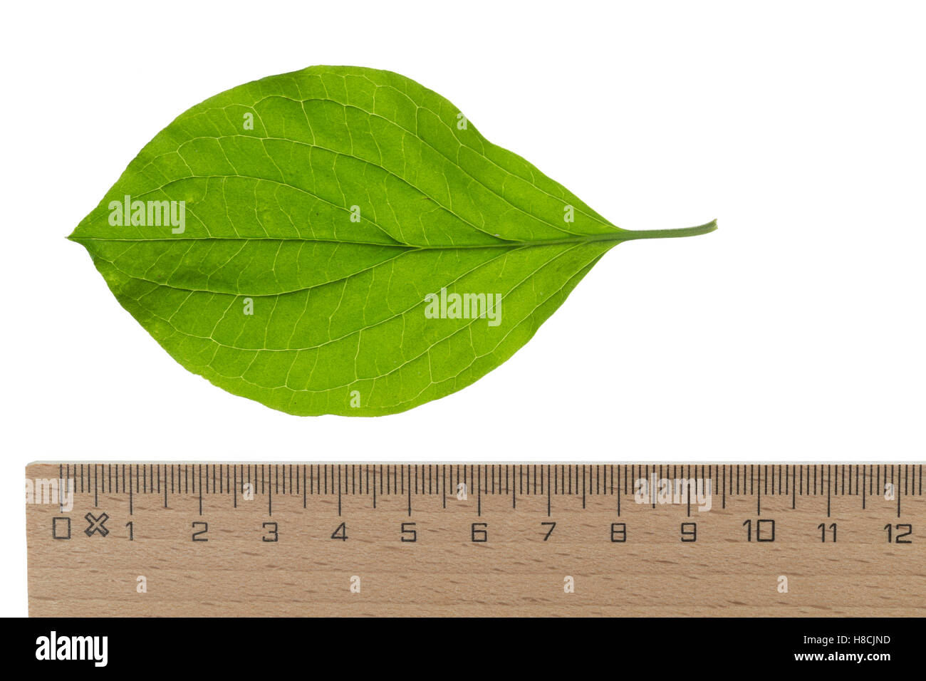 Blutroter Hartriegel, Cornus sanguineaund, gemeinsame Hartriegel, Dogberry, Cornouiller Sanguin. Blatt, Blätter, Blatt, Blätter Stockfoto