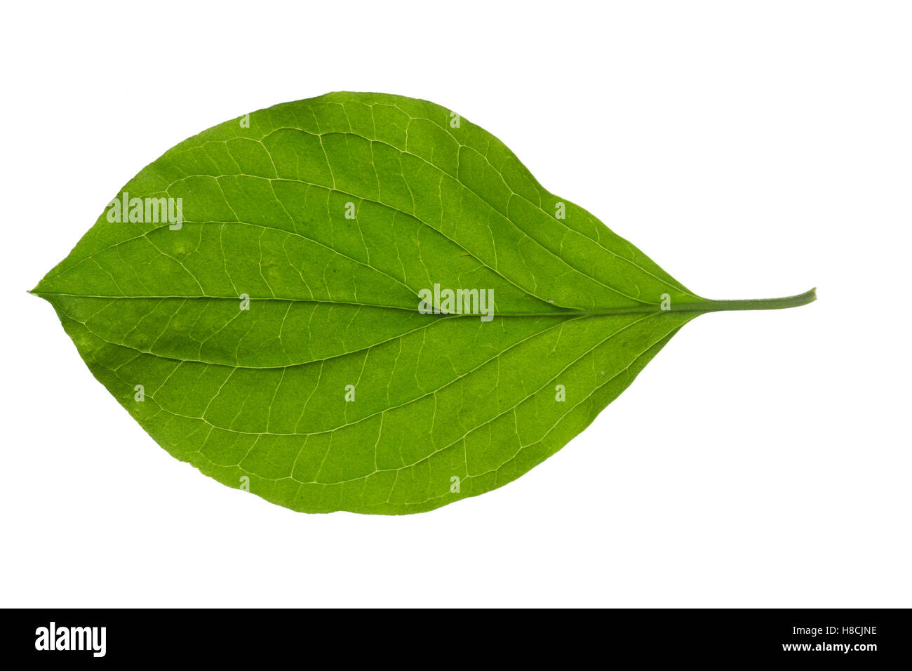 Blutroter Hartriegel, Cornus sanguineaund, gemeinsame Hartriegel, Dogberry, Cornouiller Sanguin. Blatt, Blätter, Blatt, Blätter Stockfoto