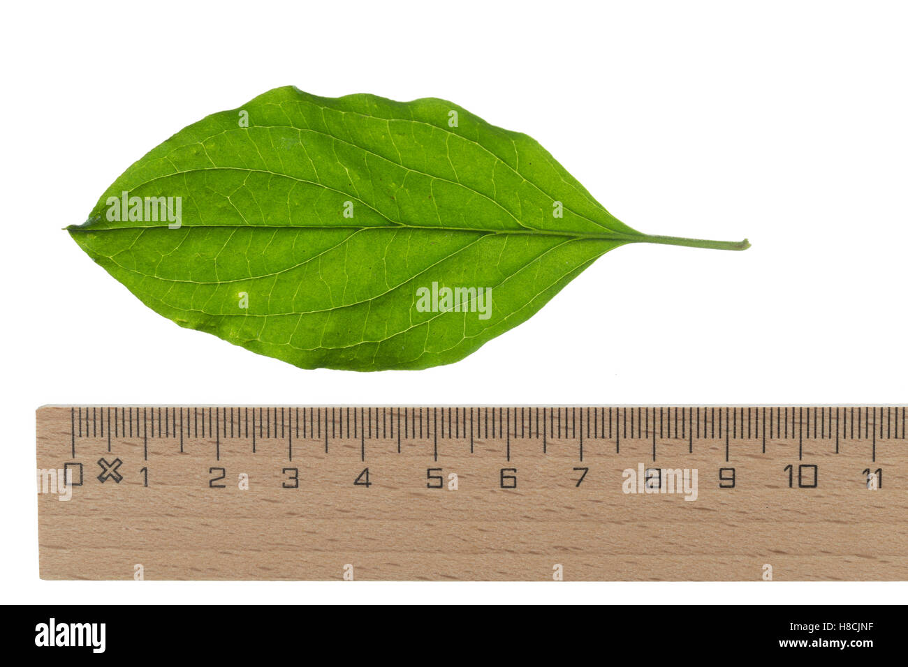 Blutroter Hartriegel, Cornus sanguineaund, gemeinsame Hartriegel, Dogberry, Cornouiller Sanguin. Blatt, Blätter, Blatt, Blätter Stockfoto