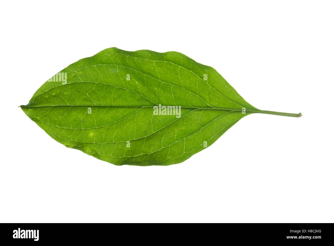 Blutroter Hartriegel, Cornus sanguineaund, gemeinsame Hartriegel, Dogberry, Cornouiller Sanguin. Blatt, Blätter, Blatt, Blätter Stockfoto