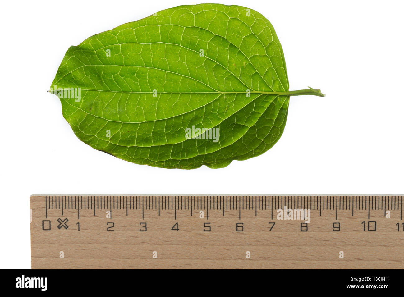 Blutroter Hartriegel, Cornus sanguineaund, gemeinsame Hartriegel, Dogberry, Cornouiller Sanguin. Blatt, Blätter, Blatt, Blätter Stockfoto