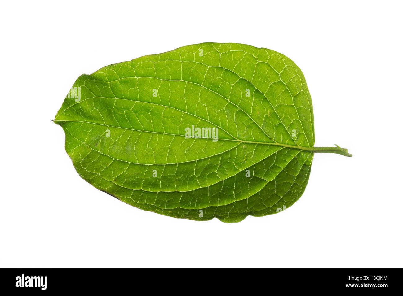 Blutroter Hartriegel, Cornus sanguineaund, gemeinsame Hartriegel, Dogberry, Cornouiller Sanguin. Blatt, Blätter, Blatt, Blätter Stockfoto