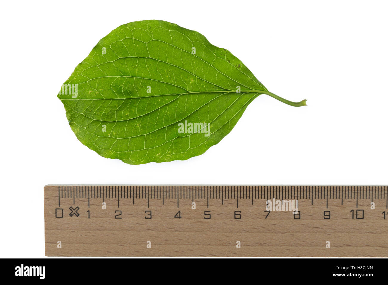 Blutroter Hartriegel, Cornus sanguineaund, gemeinsame Hartriegel, Dogberry, Cornouiller Sanguin. Blatt, Blätter, Blatt, Blätter Stockfoto