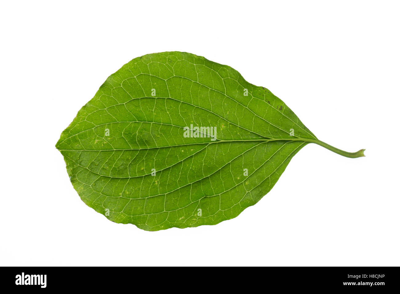 Blutroter Hartriegel, Cornus sanguineaund, gemeinsame Hartriegel, Dogberry, Cornouiller Sanguin. Blatt, Blätter, Blatt, Blätter Stockfoto