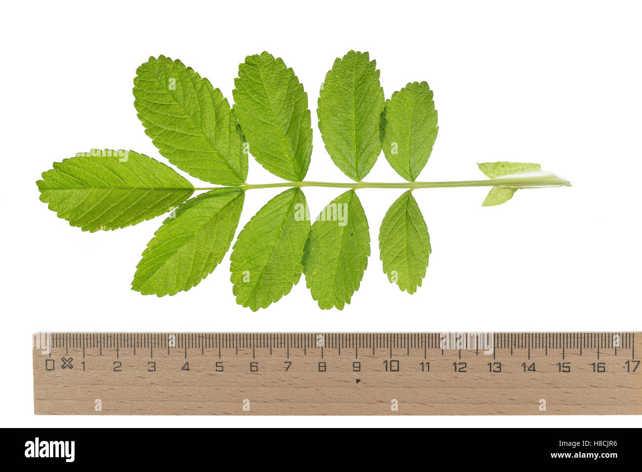 Kartoffel-Rose, Kartoffelrose, Runzel-Rose, Runzelrose, Rose, Rosa Rugosa Rugosa rose, Strand stieg, stieg der japanische, Ramanas stieg, Stockfoto