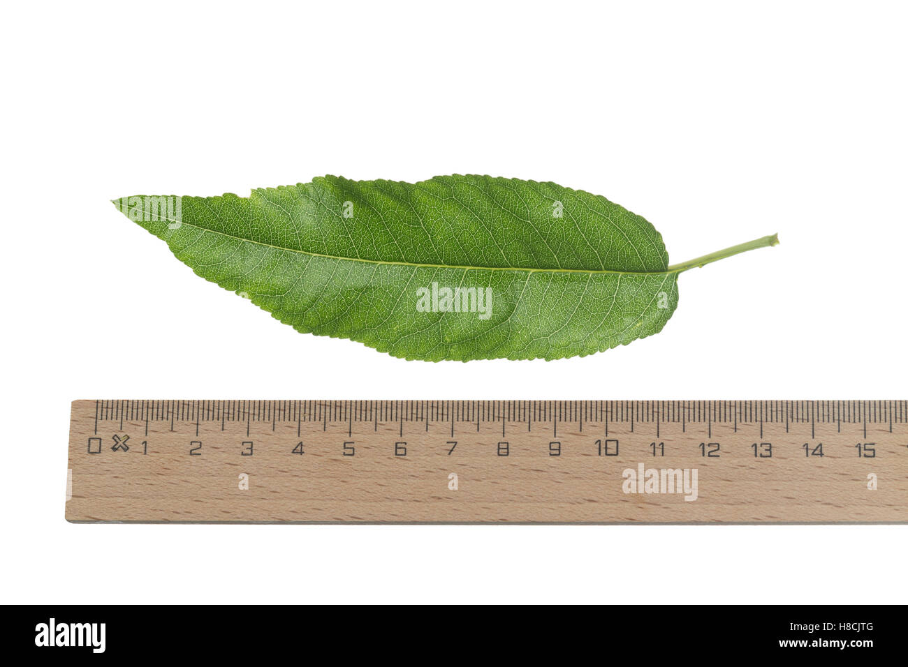 Mandelbaum, Mandel-Baum, Mandel, Prunus Dulcis, Amygdalus Dulcis, Amygdalus Communis, Prunus Amygdalus, Amygdalus Amara, Amygdal Stockfoto