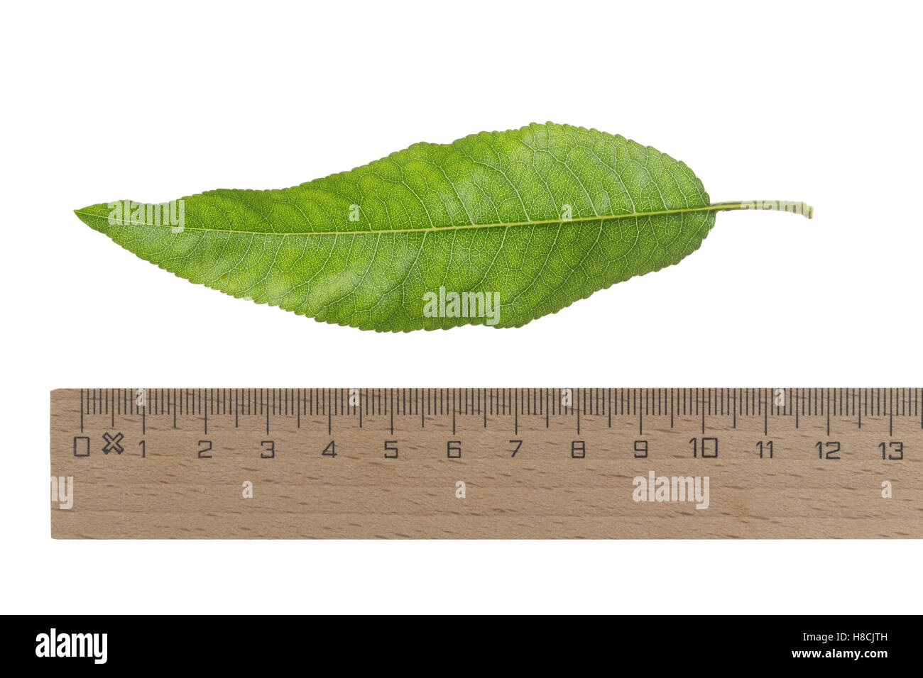 Mandelbaum, Mandel-Baum, Mandel, Prunus Dulcis, Amygdalus Dulcis, Amygdalus Communis, Prunus Amygdalus, Amygdalus Amara, Amygdal Stockfoto