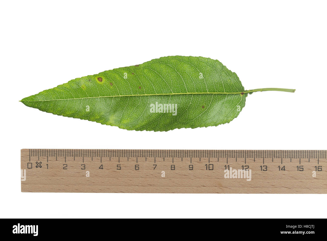 Mandelbaum, Mandel-Baum, Mandel, Prunus Dulcis, Amygdalus Dulcis, Amygdalus Communis, Prunus Amygdalus, Amygdalus Amara, Amygdal Stockfoto