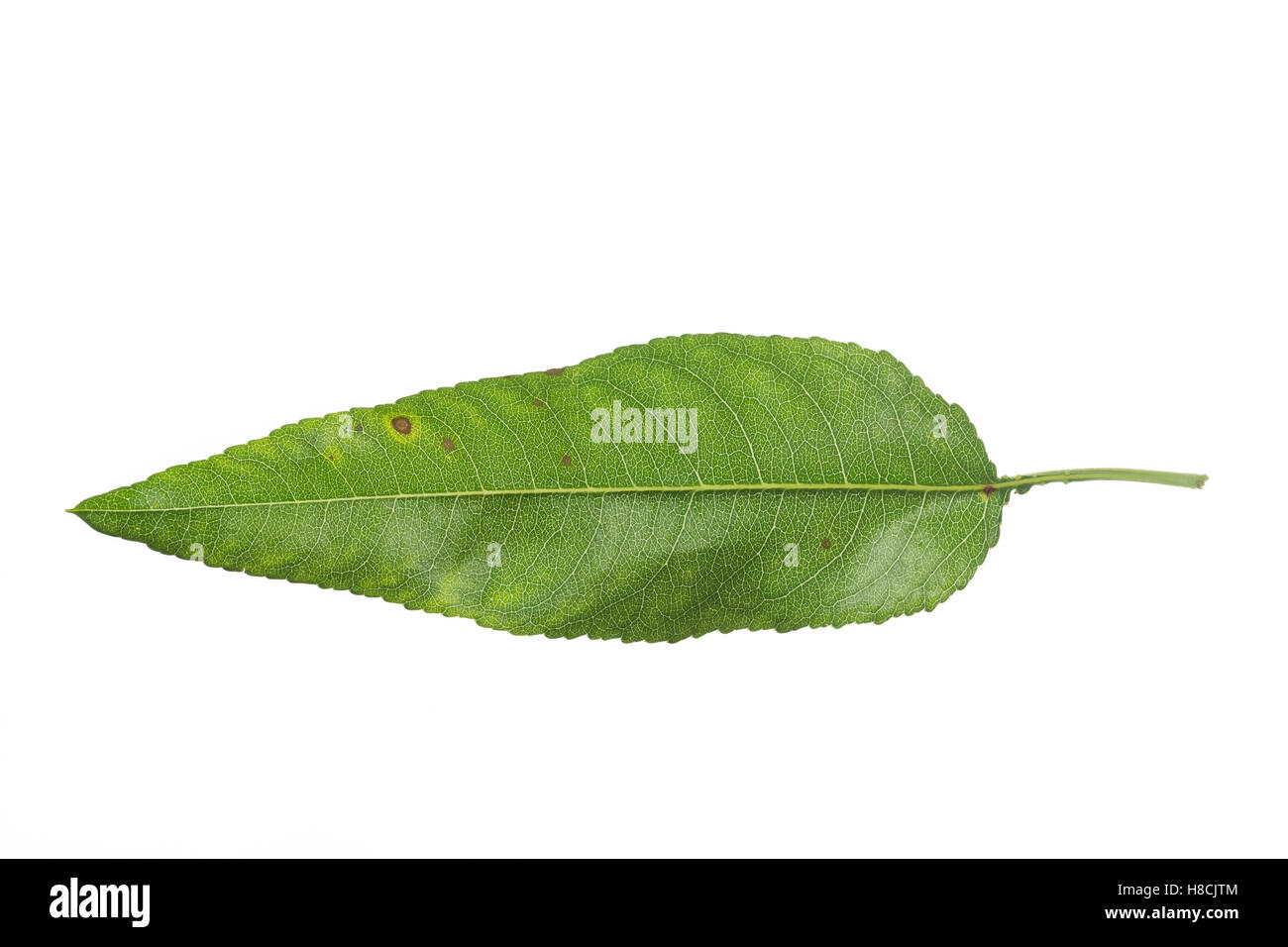 Mandelbaum, Mandel-Baum, Mandel, Prunus Dulcis, Amygdalus Dulcis, Amygdalus Communis, Prunus Amygdalus, Amygdalus Amara, Amygdal Stockfoto