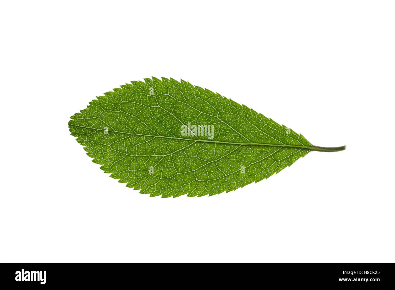 Gewöhnliche Schlehe, Schwarzdorn, Prunus Spinosa, Schlehe, Schlehe, Epine Noire, Prunellier. Blatt, Blätter, Blatt, Blätter Stockfoto