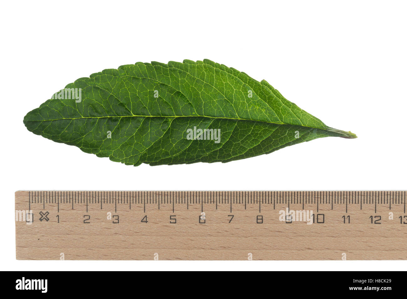 Schmetterlingsflieder, Sommerflieder, Schmetterlingsstrauch, Gewöhnlicher Sommerflieder Buddleja Davidii, Sommerflieder Davidii, Summe Stockfoto