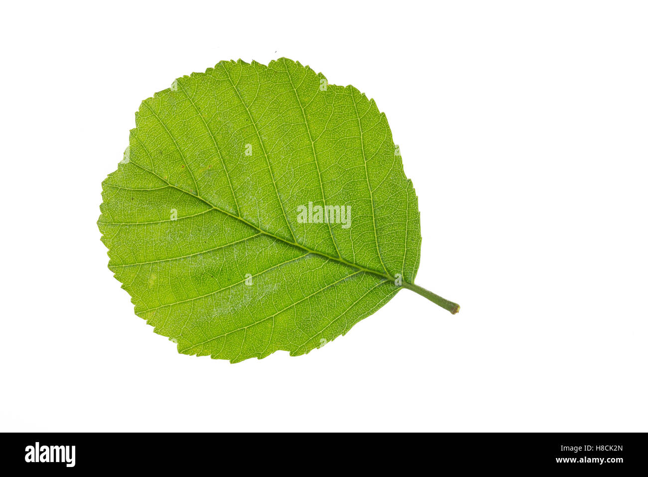 Schwarz-Erle, Schwarzerle, Erle, Alnus Glutinosa, Schwarzerle, Aulne Glutineux. Blatt, Blätter, Blatt, Blätter Stockfoto