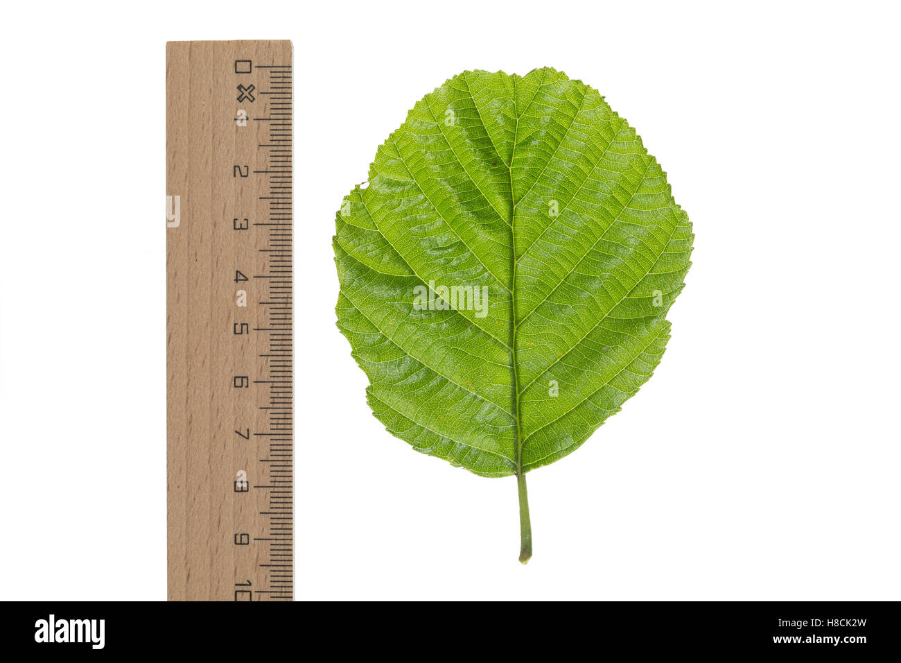 Schwarz-Erle, Schwarzerle, Erle, Alnus Glutinosa, Schwarzerle, Aulne Glutineux. Blatt, Blätter, Blatt, Blätter Stockfoto