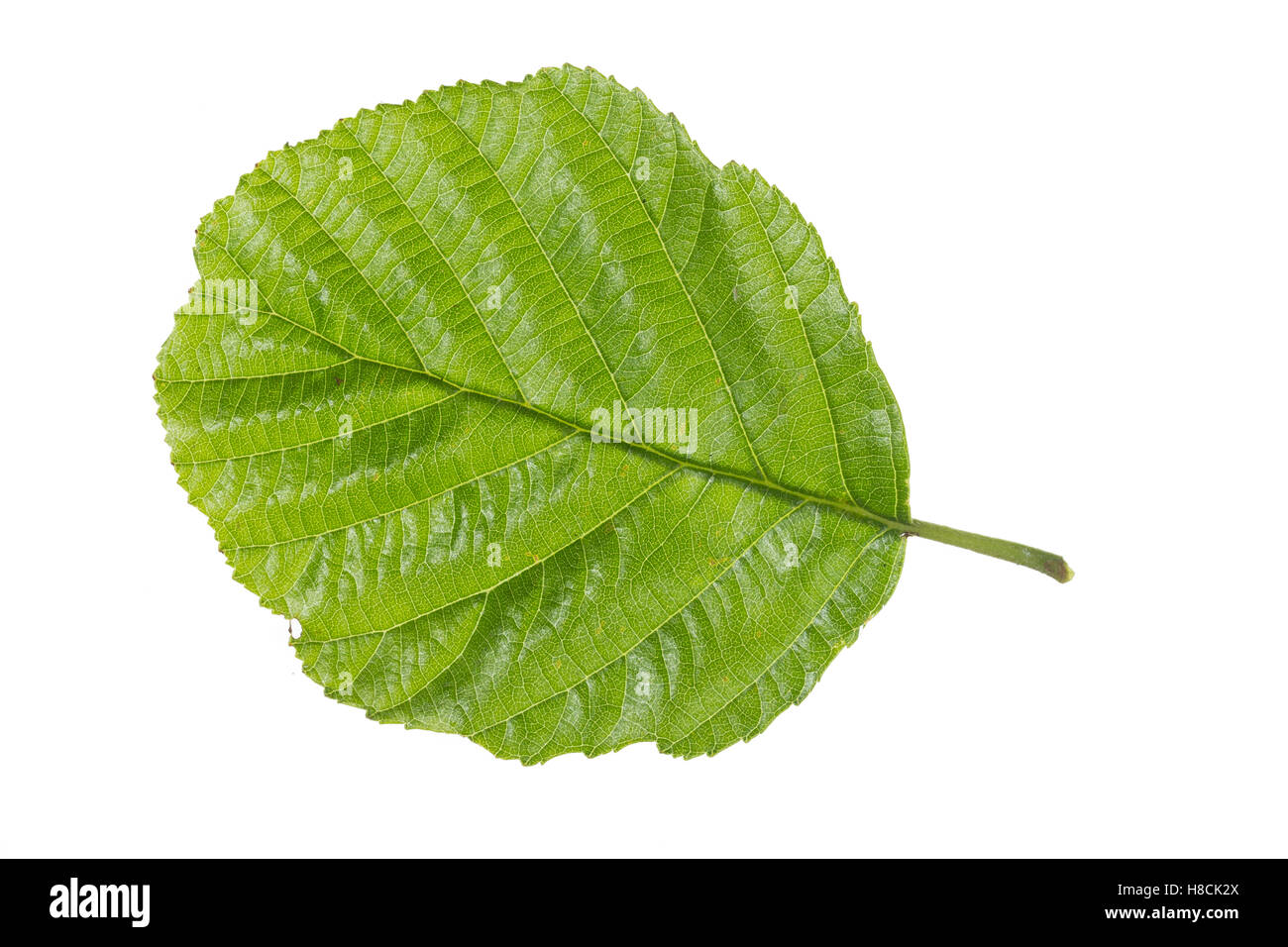 Schwarz-Erle, Schwarzerle, Erle, Alnus Glutinosa, Schwarzerle, Aulne Glutineux. Blatt, Blätter, Blatt, Blätter Stockfoto