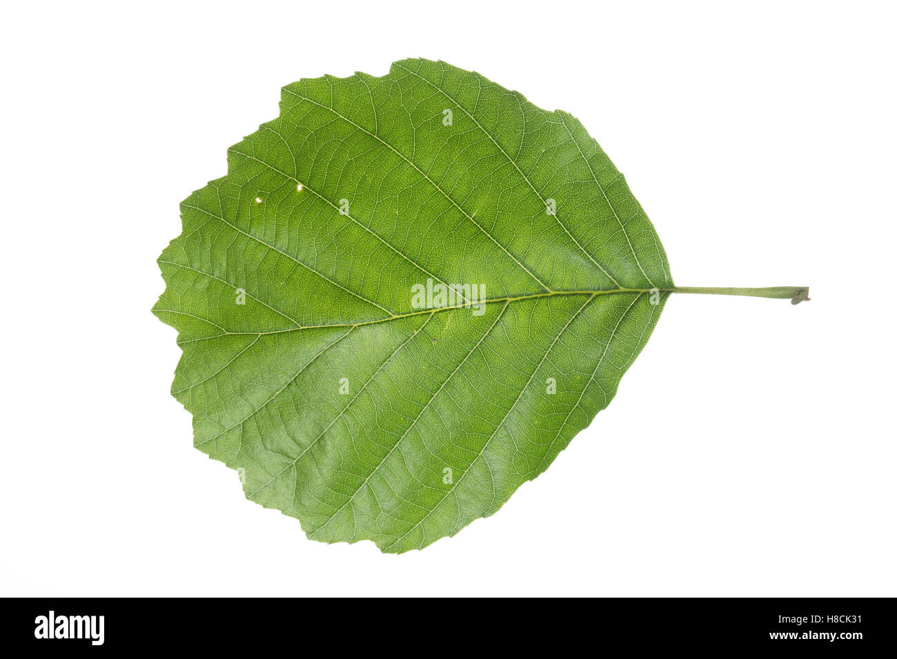 Schwarz-Erle, Schwarzerle, Erle, Alnus Glutinosa, Schwarzerle, Aulne Glutineux. Blatt, Blätter, Blatt, Blätter Stockfoto