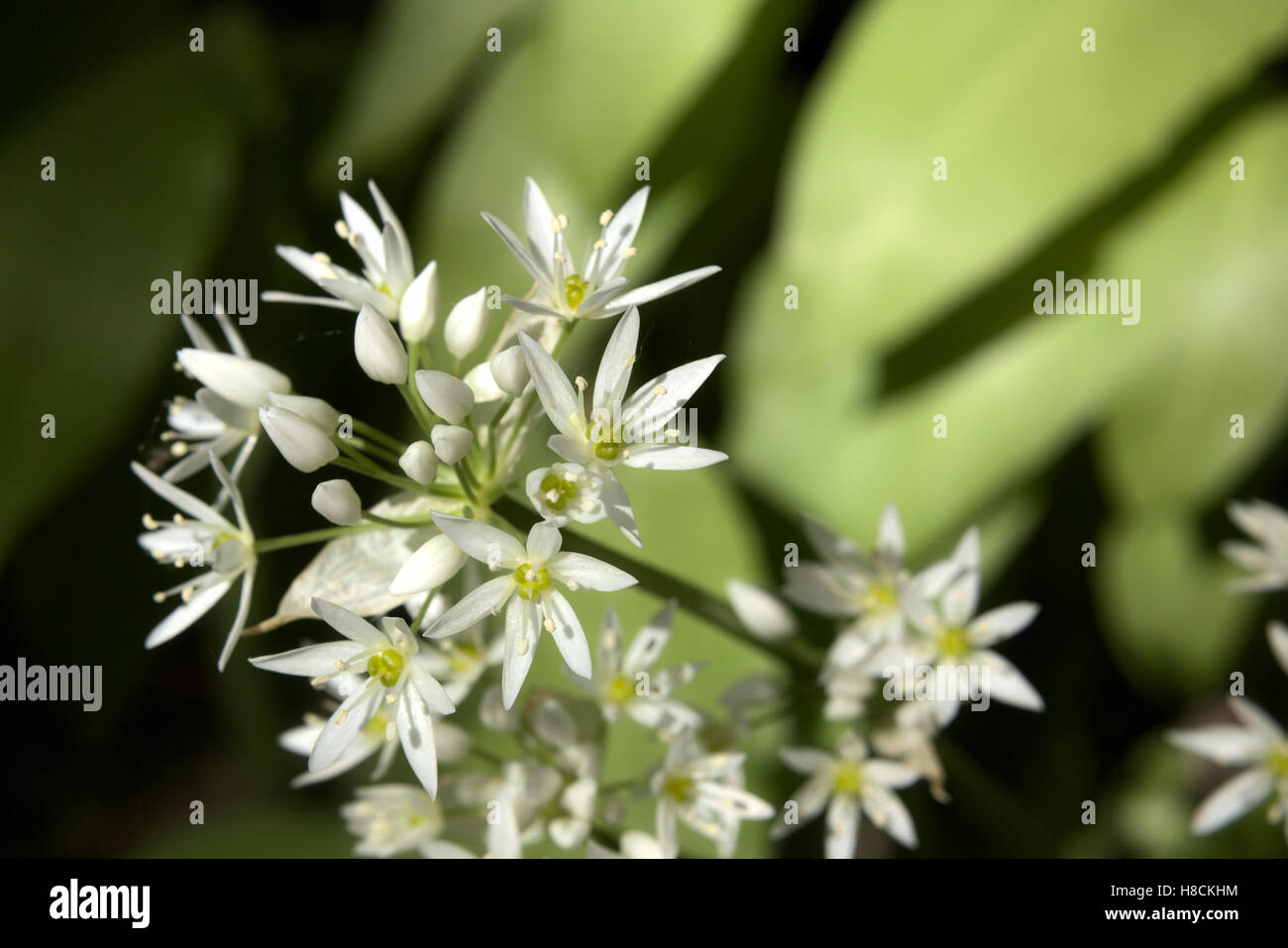 Blüten von der Gewürzpflanze tragen Lauch (Allium Ursinum). Stockfoto