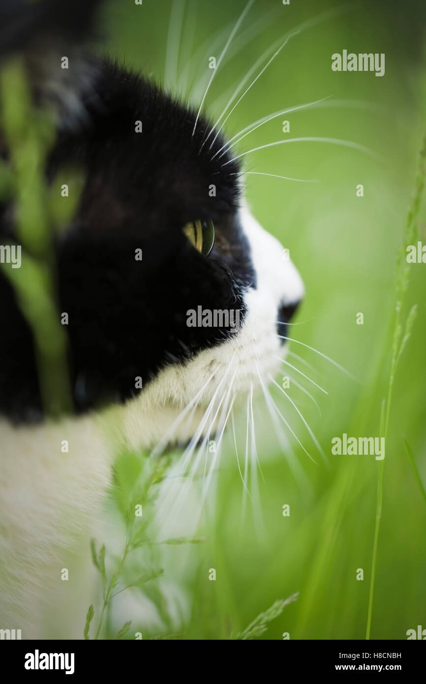 Inland, kurze Haare, schwarze und weiße, junge Erwachsene Kater ungeschnittene Gras an einem Sommertag sitzen. Mai. Devon, Vereinigtes Königreich Stockfoto