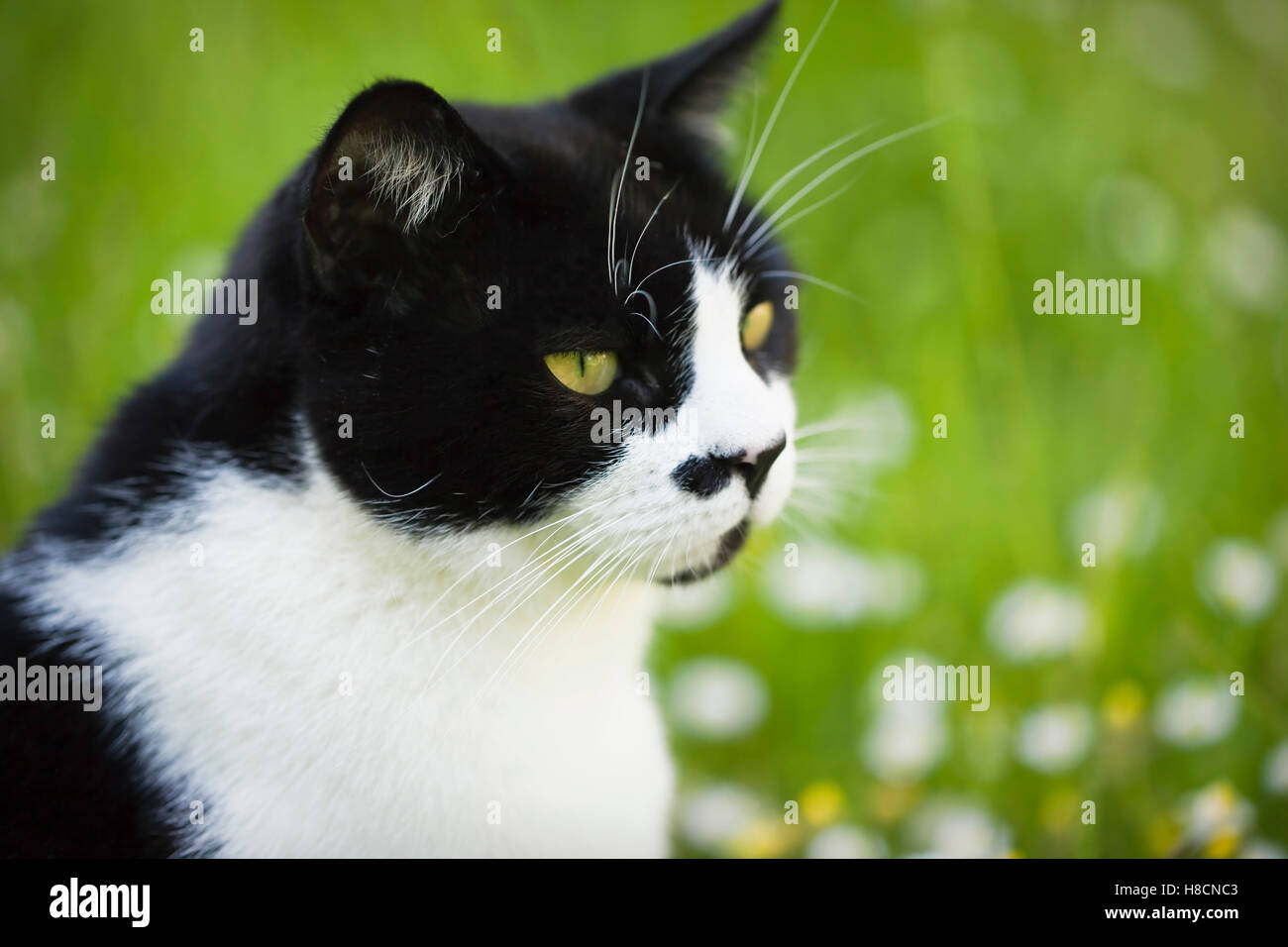 Inland, kurze Haare, schwarze und weiße, junge Erwachsene Kater ungeschnittene Gras an einem Sommertag sitzen. Mai. Devon, Vereinigtes Königreich Stockfoto