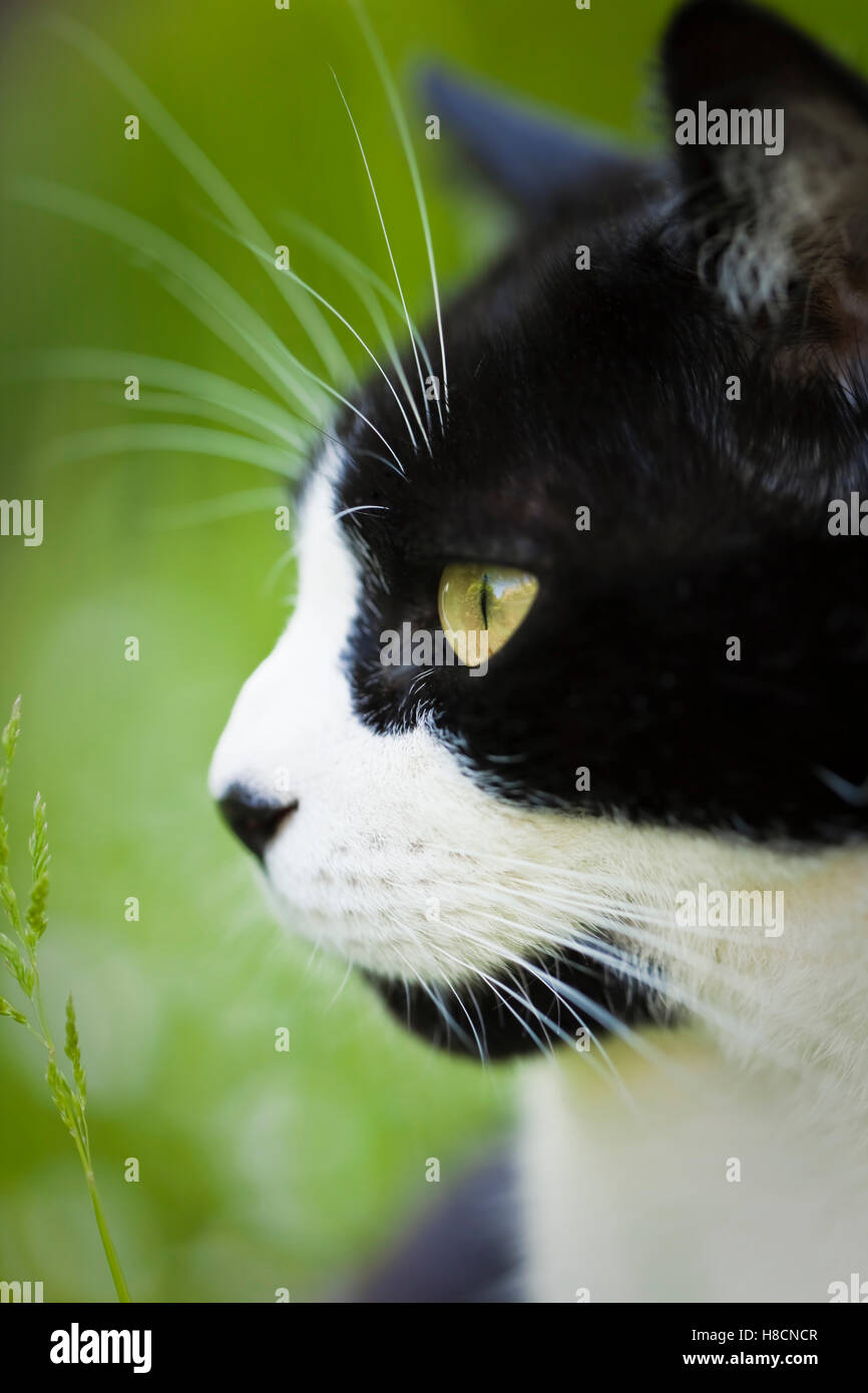 Inland, kurze Haare, schwarze und weiße, junge Erwachsene Kater ungeschnittene Gras an einem Sommertag sitzen. Mai. Devon, Vereinigtes Königreich Stockfoto