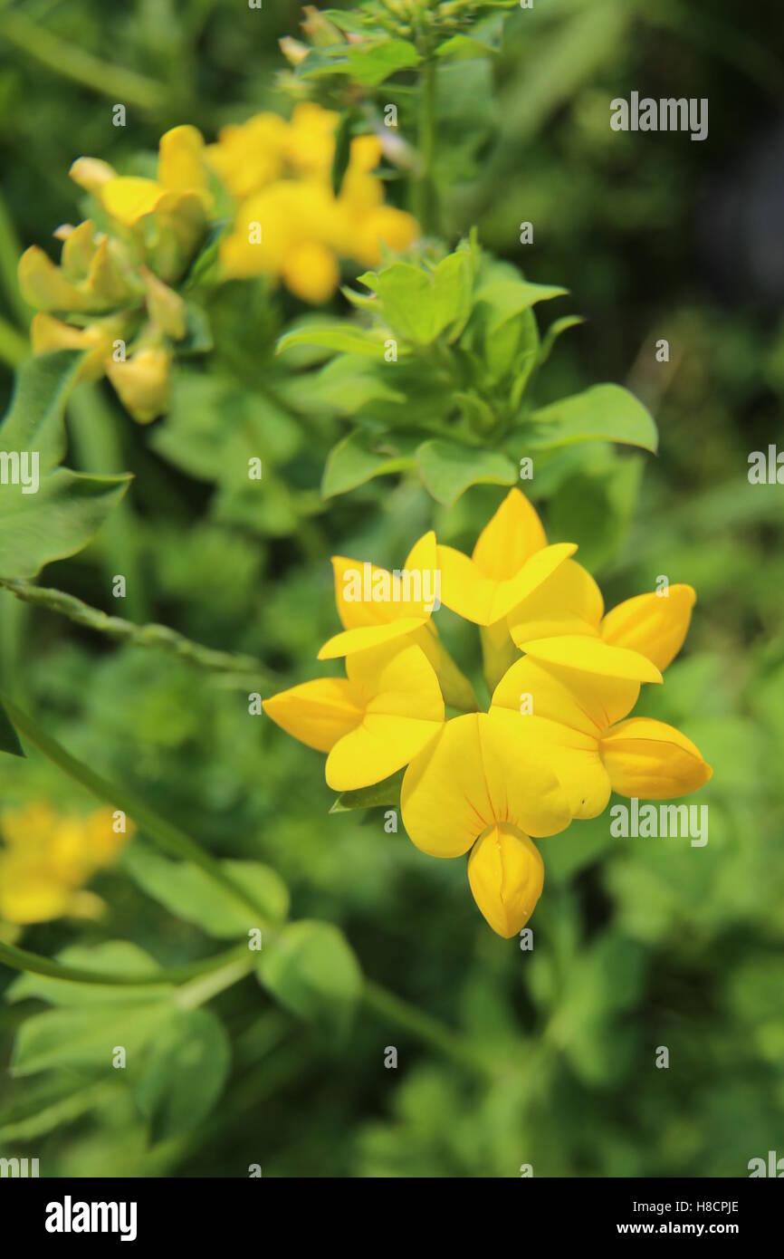 Blüten Makroaufnahme Vögel-Foot Trefoil (Lotus Dorniculatus). Stockfoto