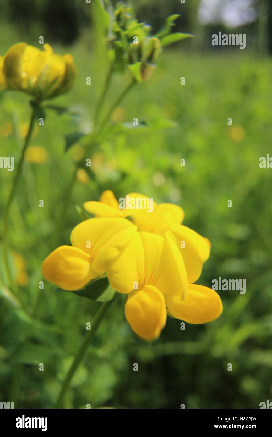 Blüten Makroaufnahme Vögel-Foot Trefoil (Lotus Dorniculatus). Stockfoto