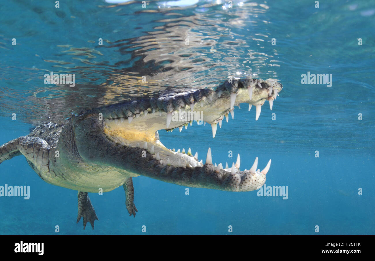 Jardines De La Reina (Gärten der Königin) ist einer der größten Schutzgebiet Kubas. Amerikanisches Krokodil (Crocodylus Acutus). Stockfoto