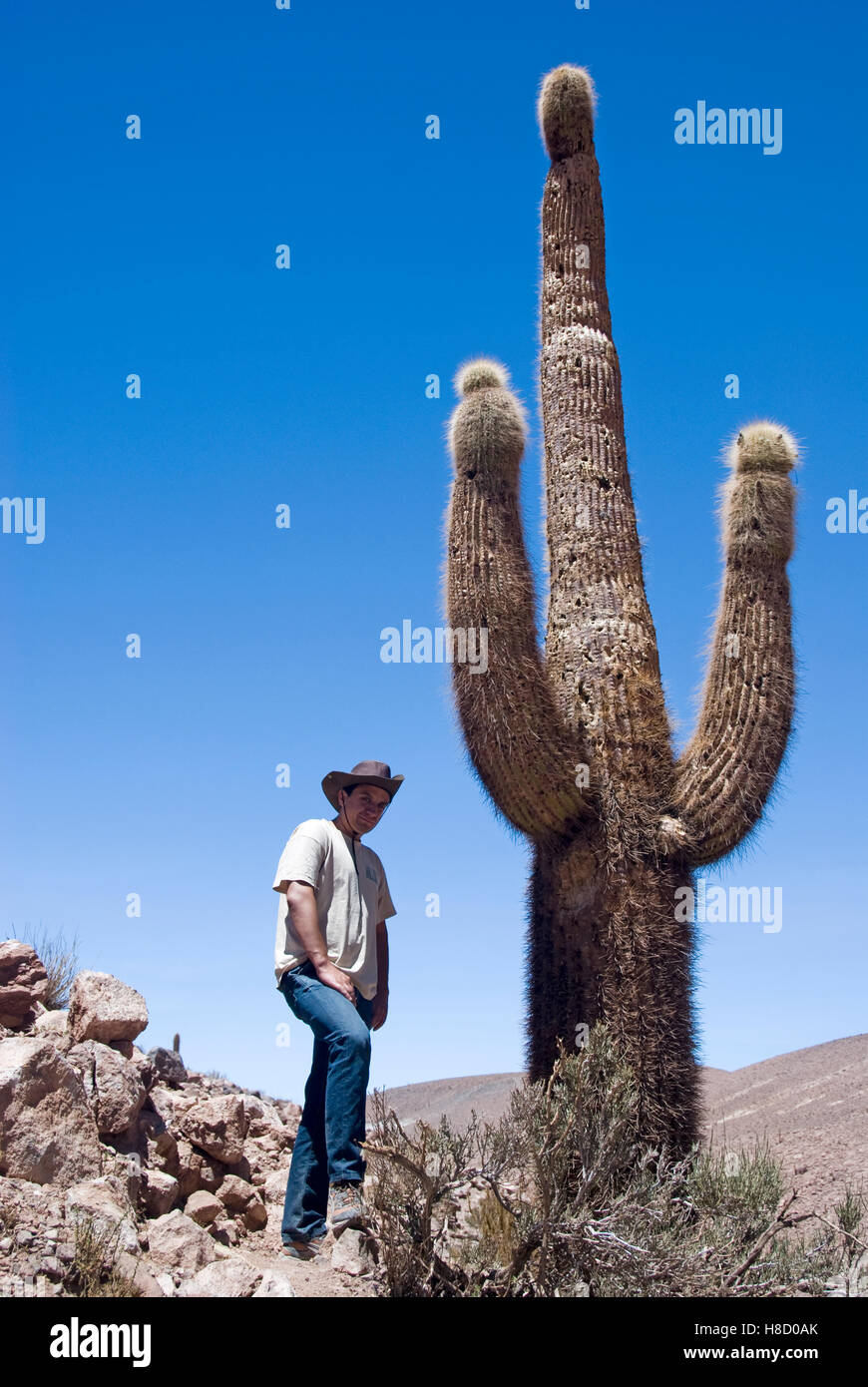 Touristen stehen neben einem riesigen Kaktus in der Atacama-Wüste, Chile, Südamerika Stockfoto