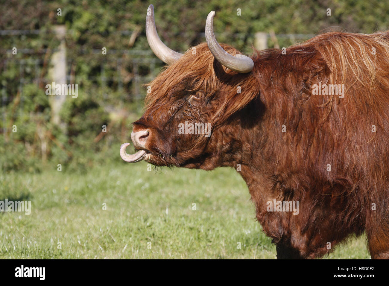 Aberdeen Angus Shetland Rinder im Feld Stockfoto