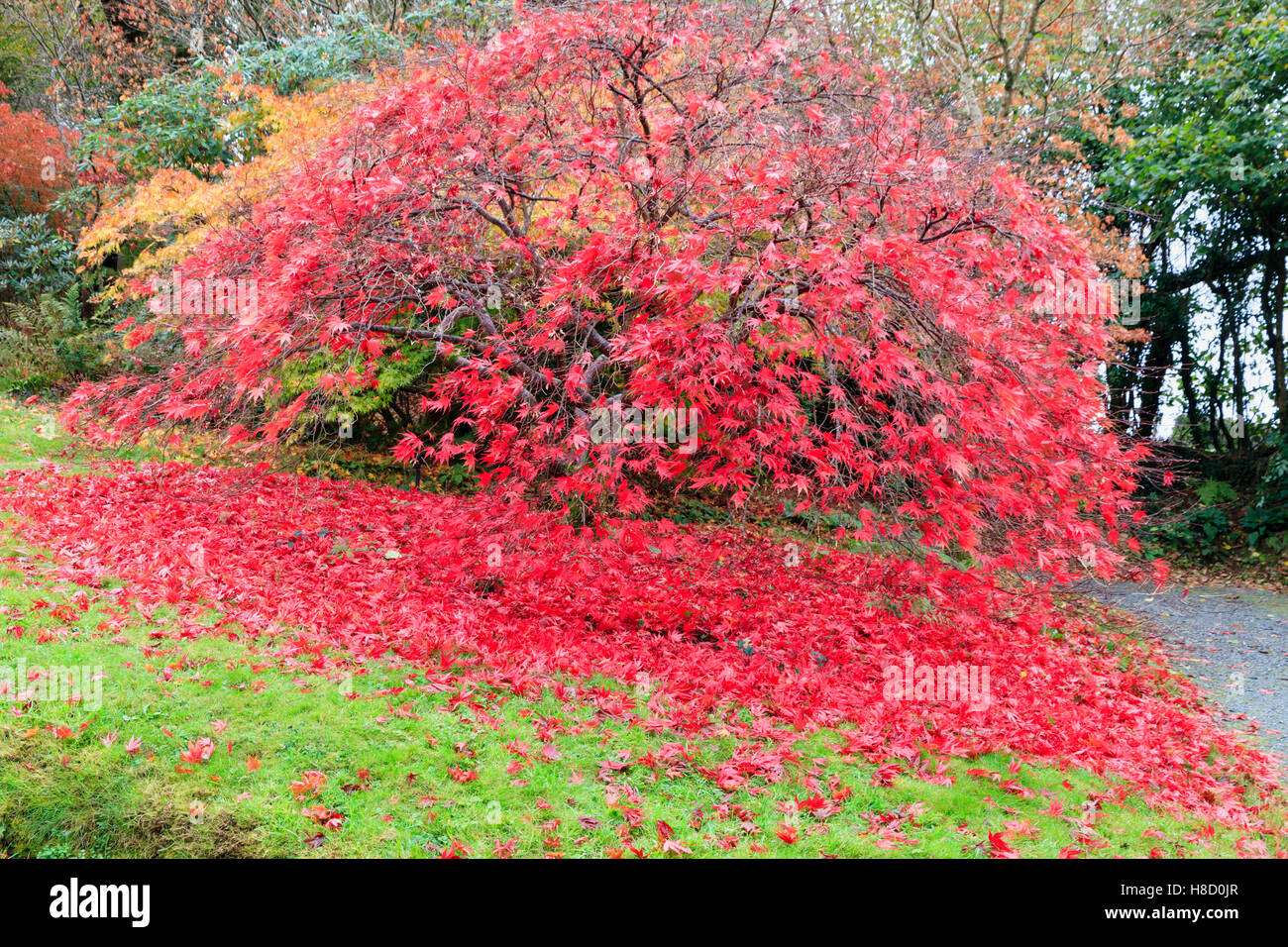 Partielle Blätterfall produziert einen Teppich aus roten Blätter unter Acer Palmatum 'Chitoseyama' auf der Acer-Lichtung im Garden House, Devon Stockfoto