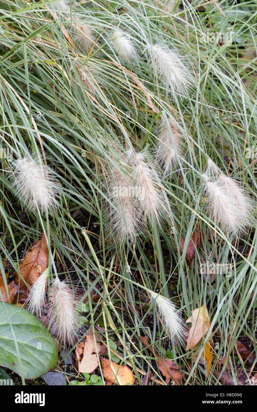 Gefiederten Spitzen der späten Blüte Ziergras Lampenputzergras villosum Stockfoto