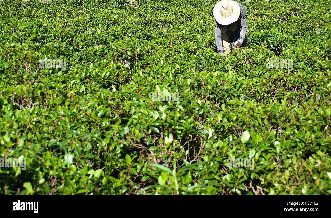 Khat ethiopia Fotos und Bildmaterial in hoher Auflösung Alamy