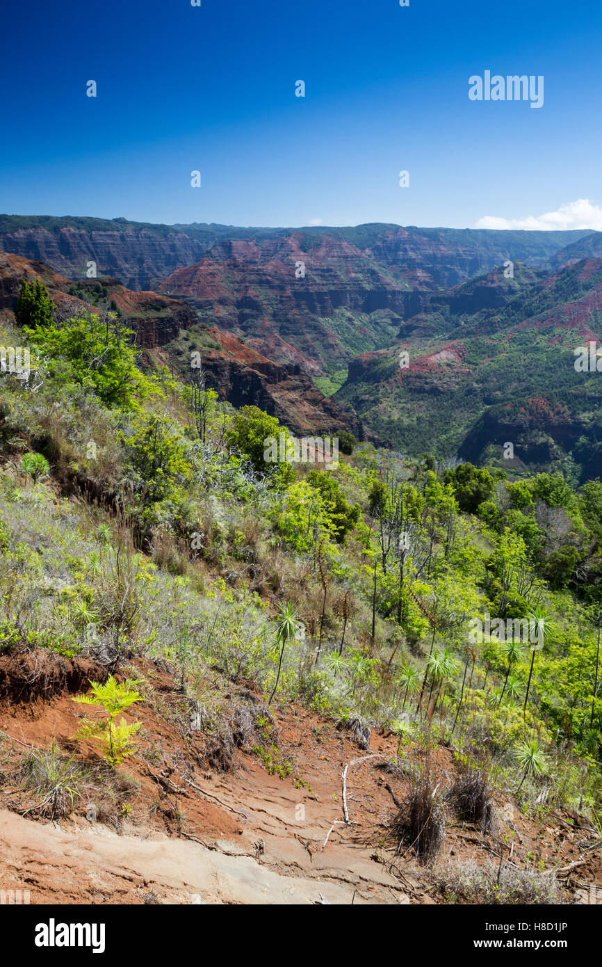 Ausblick über den Waimea Canyon auf Kauai, Hawaii, USA. Stockfoto
