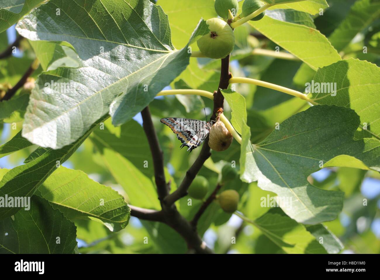 Schöne farbenfrohe Schmetterling in hoher Auflösung verfügbar und verschiedenen Größen entsprechend die Anforderungen Ihres Projekts Stockfoto