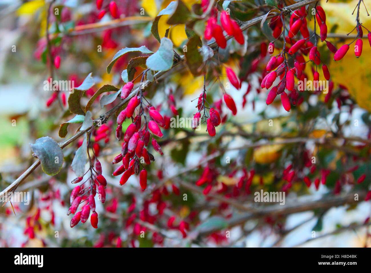 Reife Früchte von Berberis auf den Zweigen im Wald Stockfoto