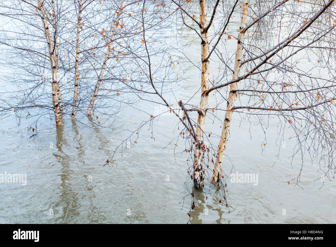 Birken im Hochwasser, Trent, Nottingham, England, Großbritannien Stockfoto