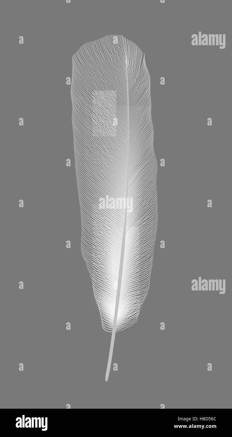 Weißen Vogelfeder auf grauem Hintergrund. Vektor-Illustration. Stock Vektor
