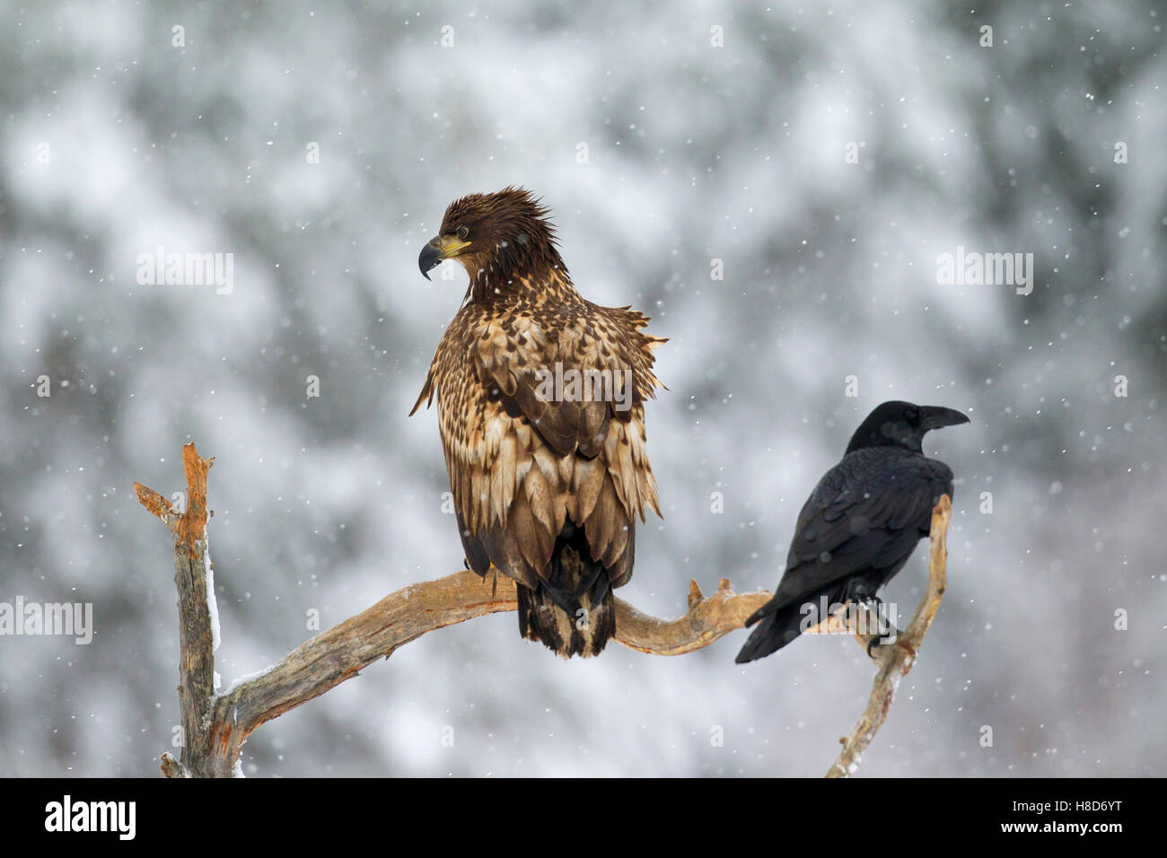 Junge Seeadler Seeadler / Erne (Haliaeetus Horste) und Raven (Corvus Corax) thront im Baum bei Schneefall im Winter Stockfoto