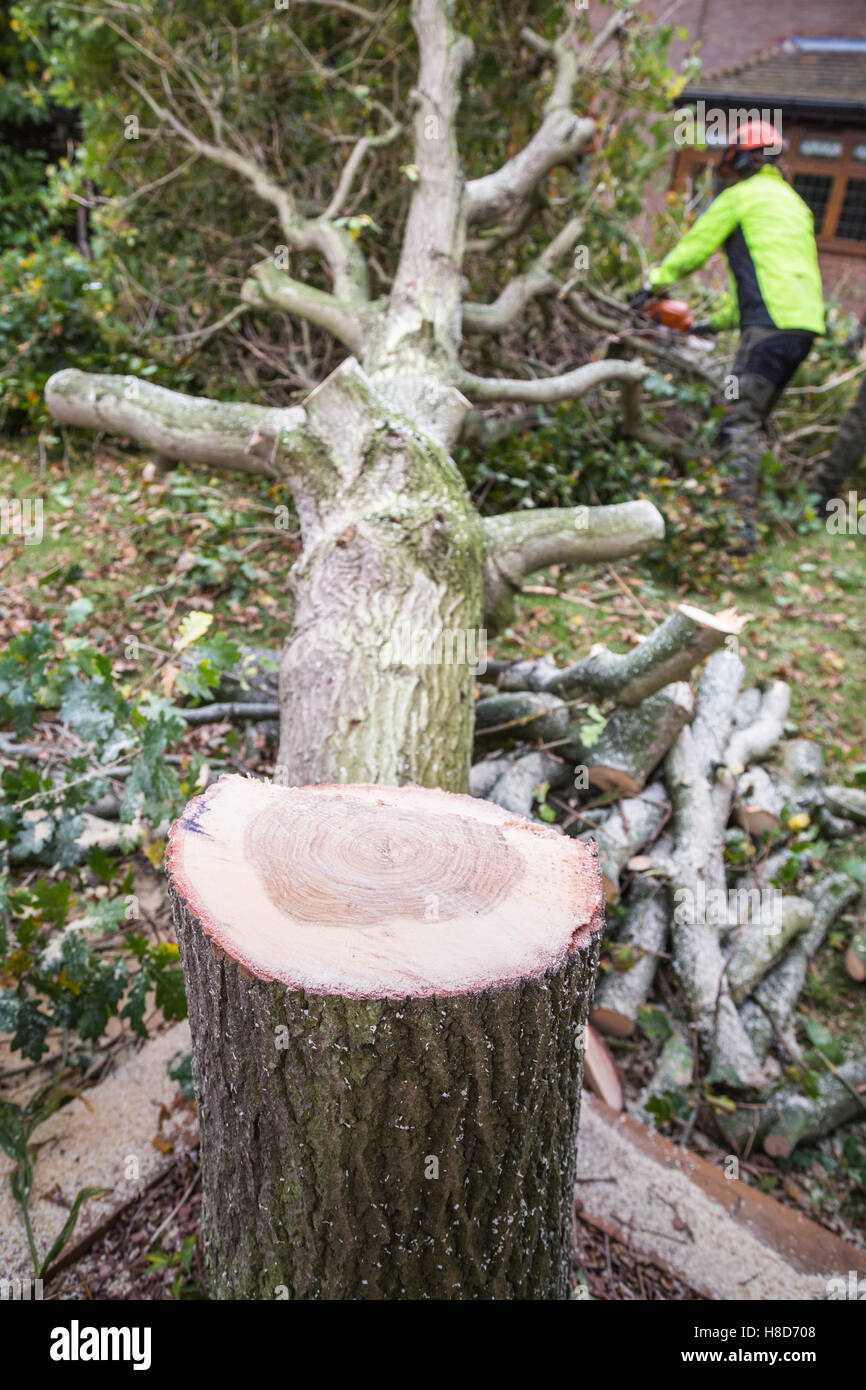 Eine Eiche im Schnitt nach unten in einem Garten in der Nähe ein Haus. Der stumpf ist mit Ring in das Holz im Vordergrund. Ein Holzfäller in hi-viz eine Stockfoto