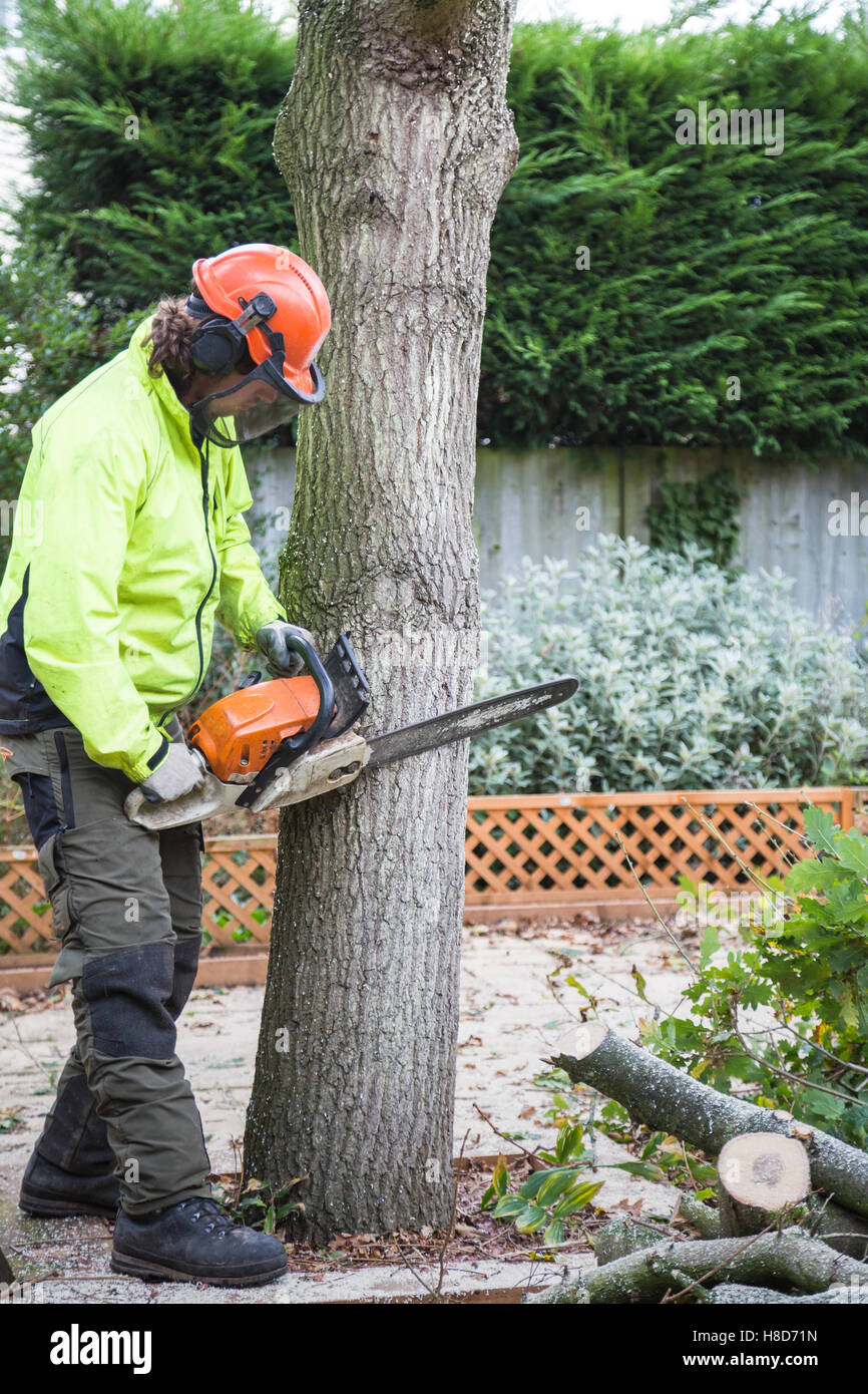 Ein Baumpfleger schneidet Baumpfleger mit einer Kettensäge in einem Baum in der Vorbereitung für das Fällen. Der Holzfäller ist das Tragen einer Jacke hi-viz Stockfoto