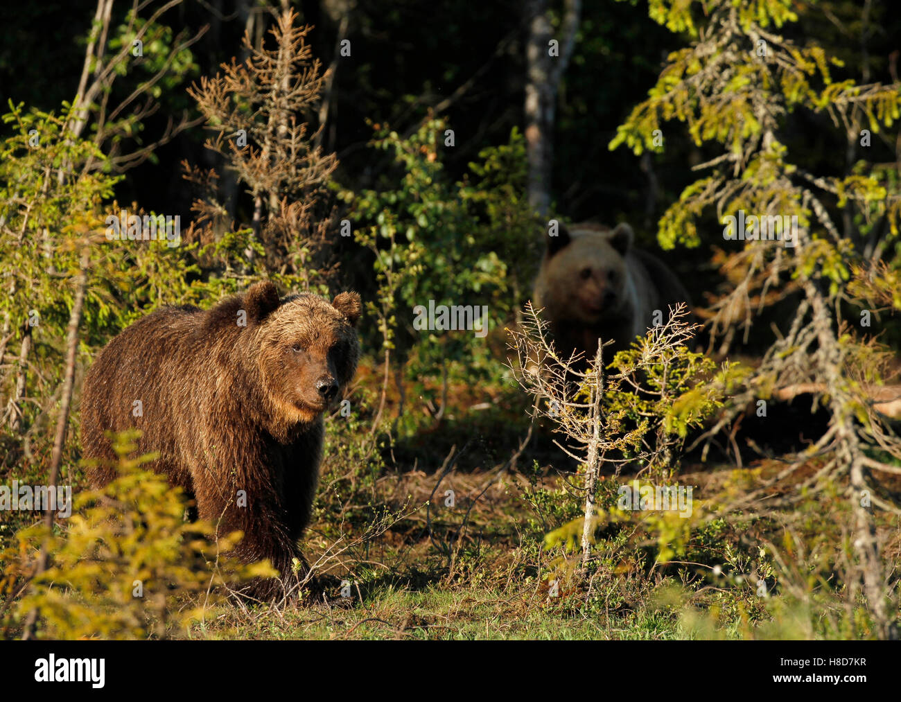 Zwei eurasischen Braunbären (Ursus Arctos Arctos) In Kuusamo in Finnland, in der Nähe der russischen Grenze. Stockfoto