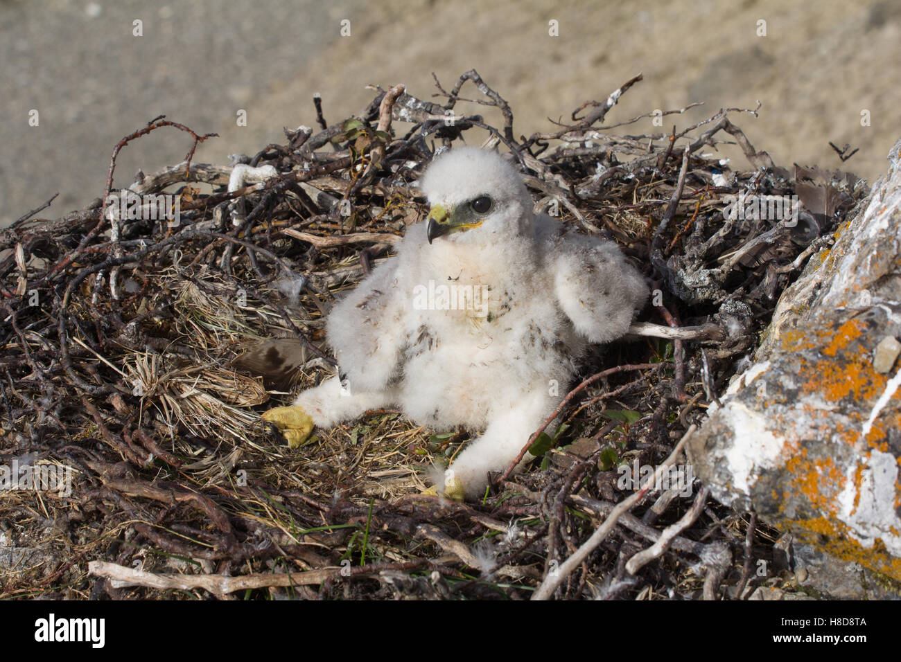 Das Rough-legged Buzzard Küken im Nest. Novaya Zemlya Archipel Stockfoto