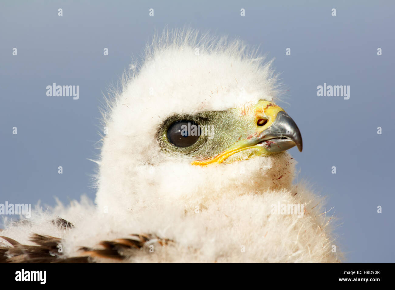 Porträt Rough-legged Buzzard Küken, close-up erschossen. Novaya Zemlya Archipel Stockfoto