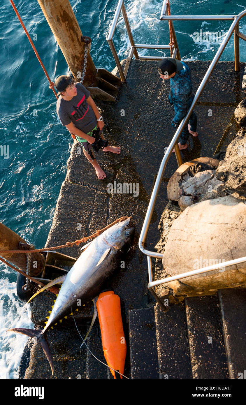 Ascension Island Sonnenuntergang Freitauchen Team Rückkehr von Speer Angeltour mit Gelbflossenthun oder Ahi als seine auch bekannt Stockfoto