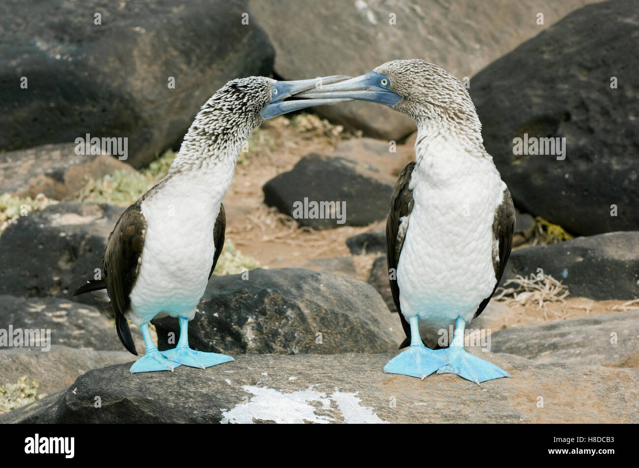 Blaufußtölpel, Balzverhalten, Dunstabzugshaube Insel, Galapagos-Inseln, Ecuador Stockfoto