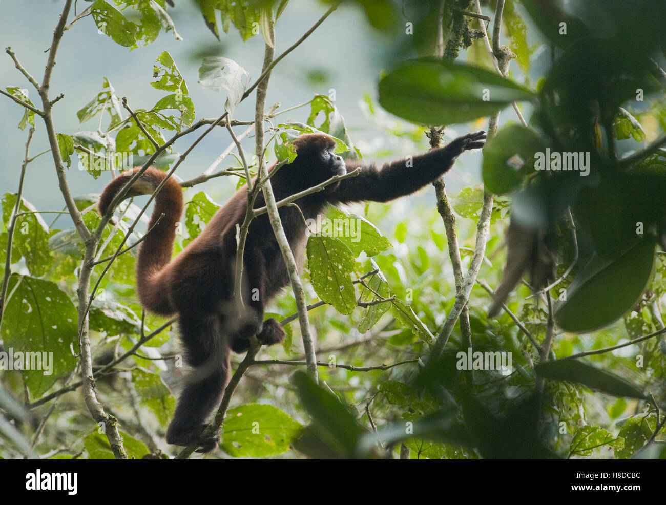 Peruanische Yellow-tailed Woolly Monkey (Oreonax Flavicauda) Aussterben, Montane Rainforest, ca. 2000 m. östlichen Anden, Stockfoto