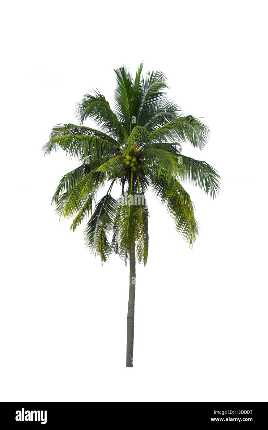 Kokospalme isoliert auf weißem Hintergrund Stockfoto