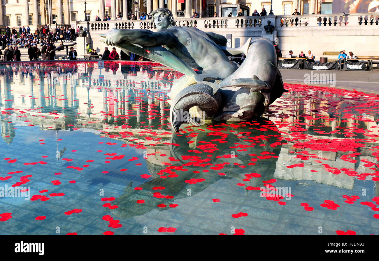 London, UK. 11. November, 2016.Poppies sind verstreut in den Brunnen des Trafalgar Square, Tag des Waffenstillstands Kredit zu feiern: Brian Minkoff/Alamy Live News Stockfoto